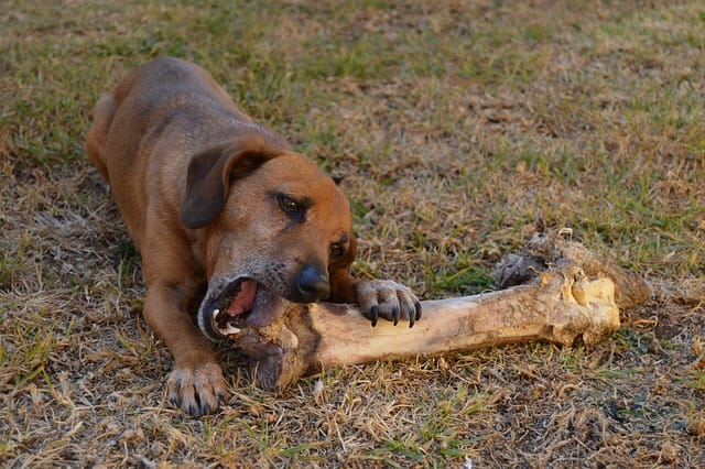 Het belang van het juiste formaat voor puppy-kauwbotten