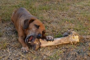 Het belang van het juiste formaat voor puppy-kauwbotten